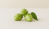 Ingredient Spotlight: Hops