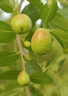 Ingredient Spotlight : Jojoba - UNDER LUNA™ 