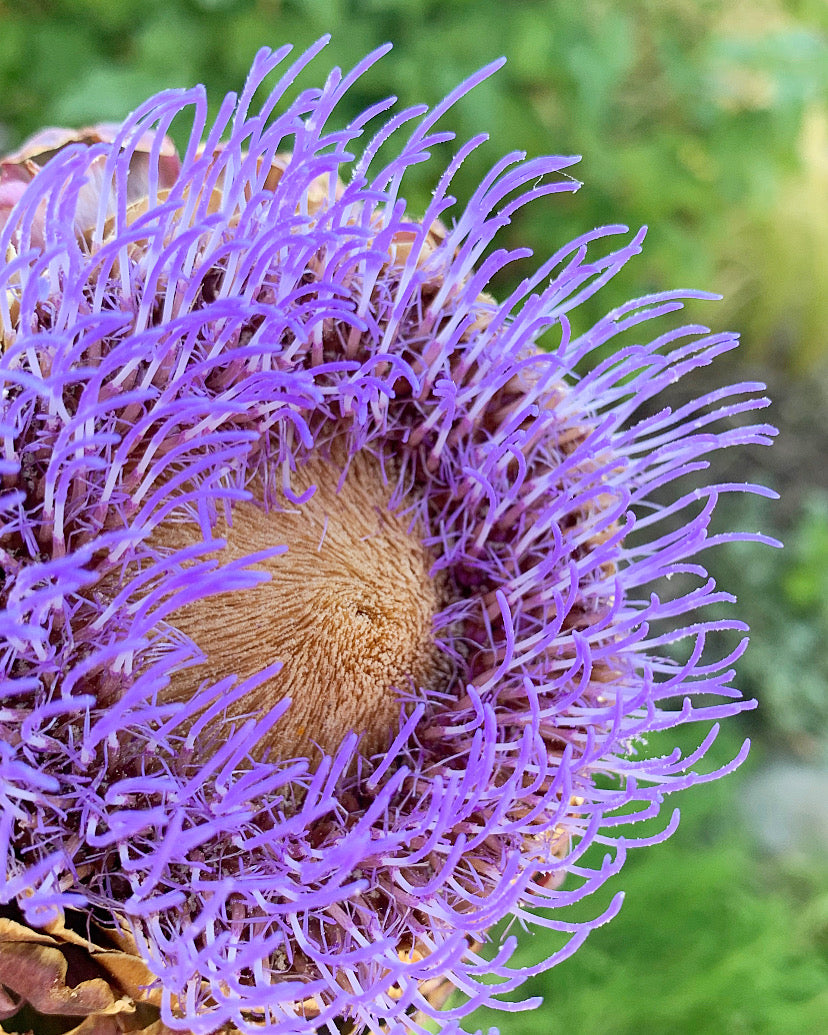 Close-up of a purple flower with a blurred green background