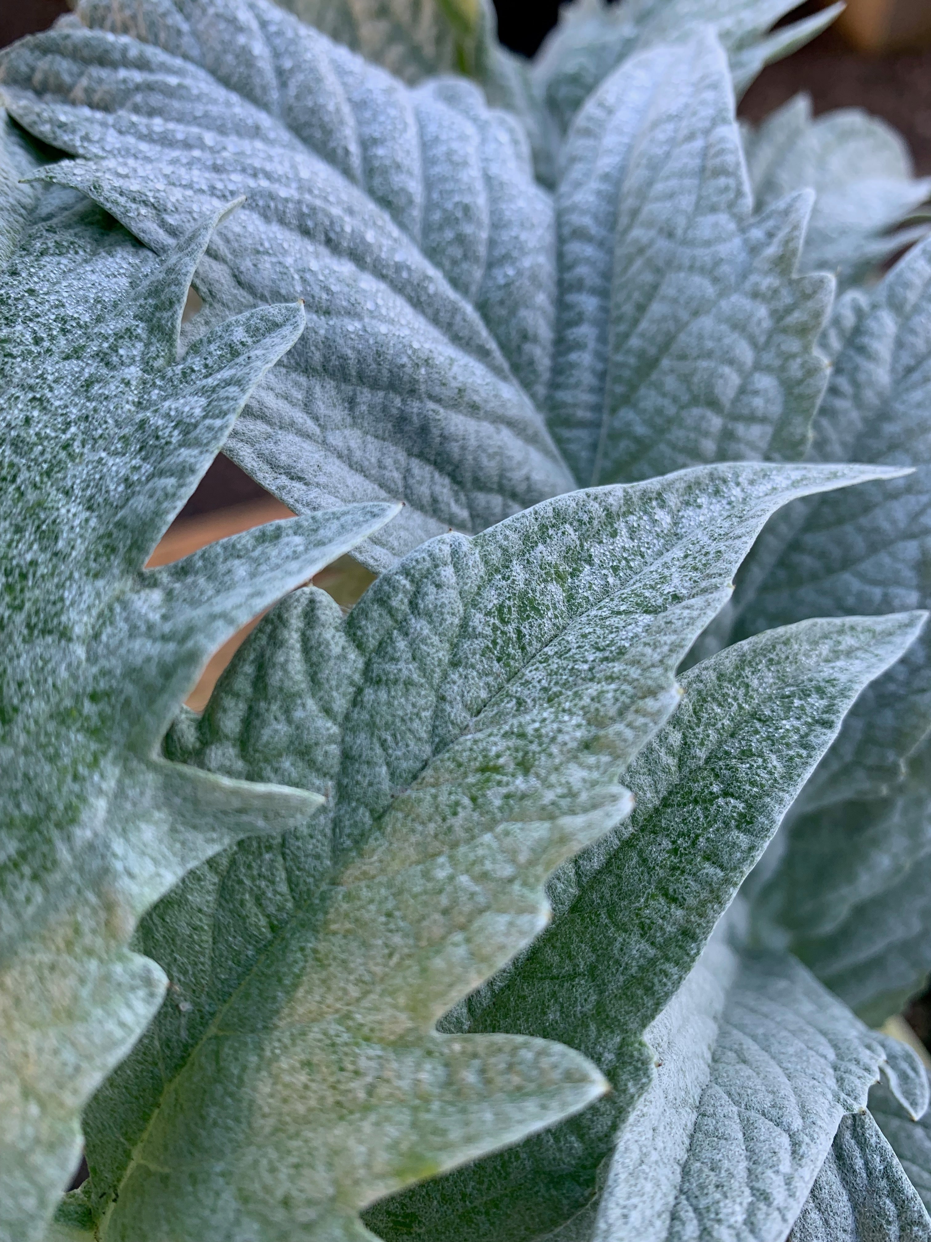 Close-up of frost-covered plant leaves